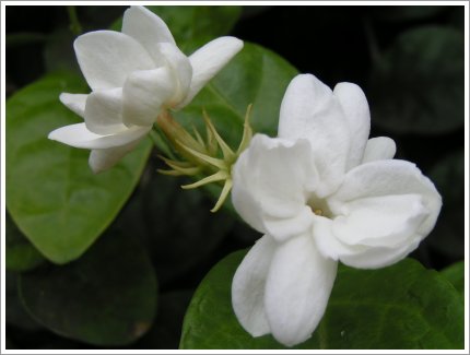 Common Jasmine